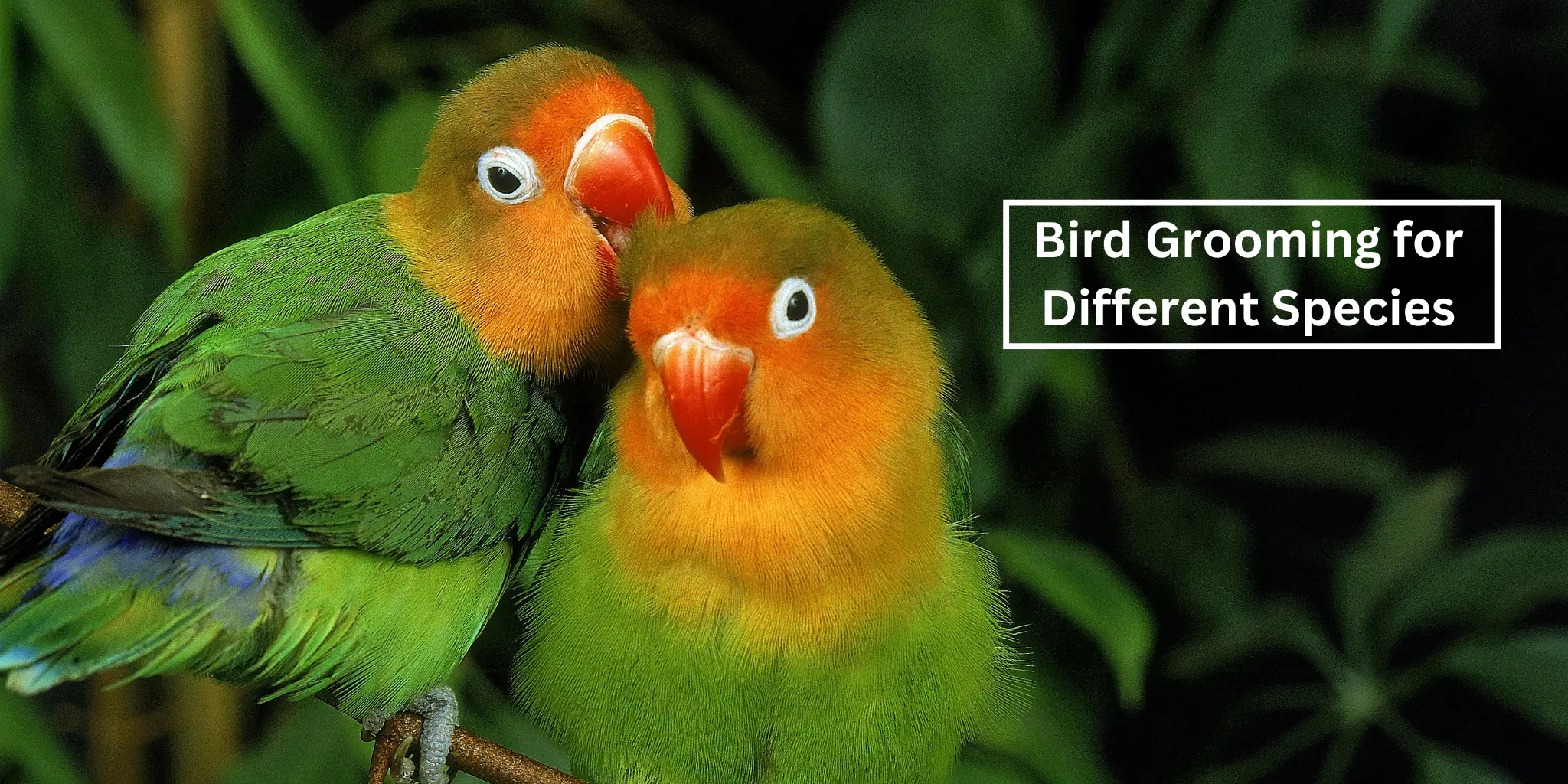 Bird grooming