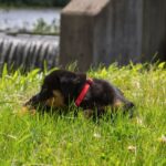 BASICS Adjustable Collar 1/2 FOR SMALL DOGS - Image 2