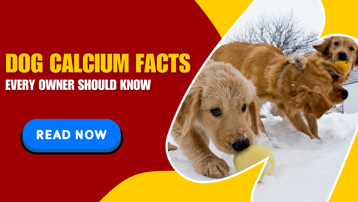 dog calcium
