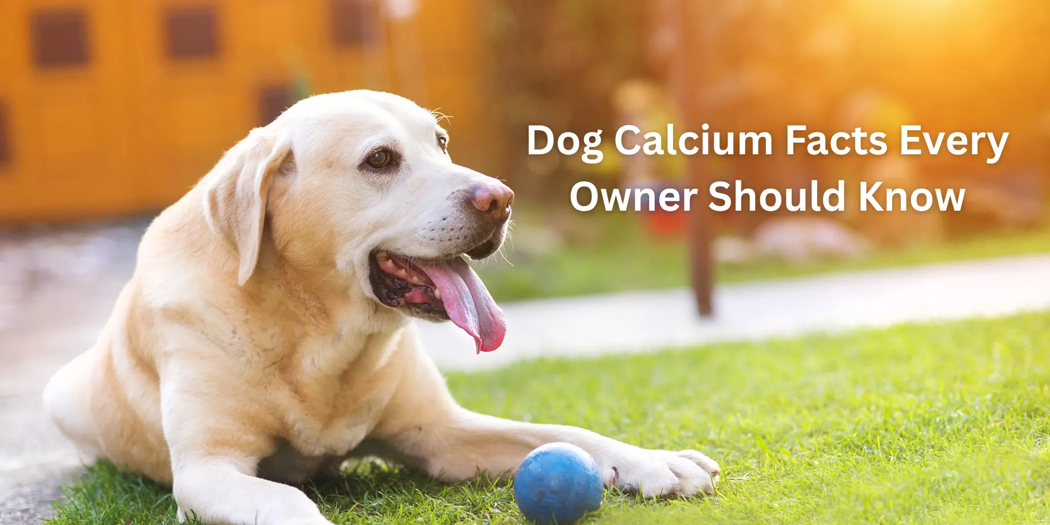 dog calcium