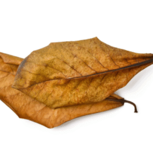 Catappa Leaves 15-25 Cm, 10 Pcs/Pk