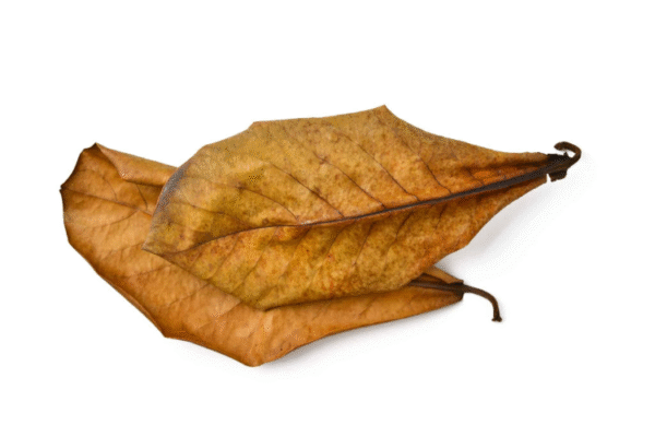 MJDR08-43-600x400-1.png Catappa Leaves 15-25 Cm, 10 Pcs/Pk - Image 1