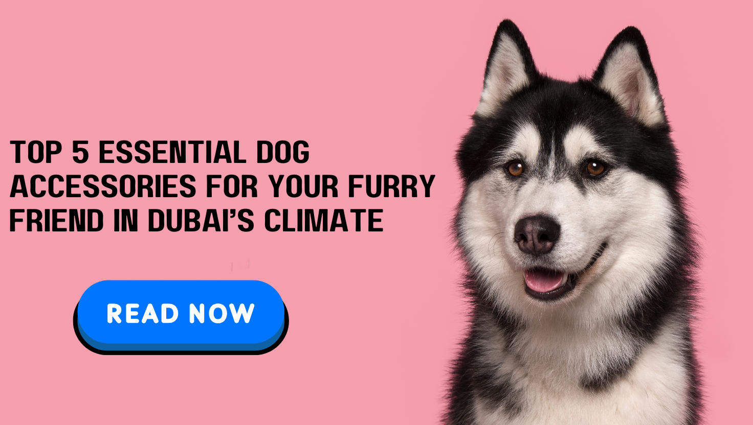 Top 5 Essential Dog Accessories for Your Furry Friend in Dubai's Climate 1 Top 5 Most Popular Pet Breeds in the UAE 1