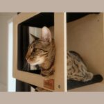 Noba Origin Mural Complete Kit - Image 2