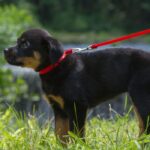 Basic Solids Padded Handle Dog Leash 4ft