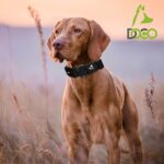 DOCO Signature Nylon Collar - Image 2