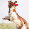 Johnny Stick Extra Durable Solid Rubber Dog Toy - Image 2