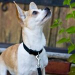 Basic Solids Padded Handle Dog Leash 4ft - Image 2