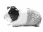 IMAC RONNY 80 -2nd Life-Cage for rabbits and guinea pigs - Image 2