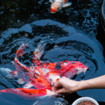 Pond Star TS3 Color Menu Pond Sticks Floating Fish Food 4kg