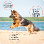 Brilliant Salmon Oil for Dogs and Cats - Image 4