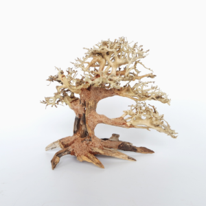 Pine Bonsai Wood Medium, 30x23x13 cm