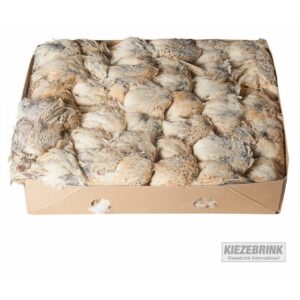 Prime Quail Heavy 8 kg