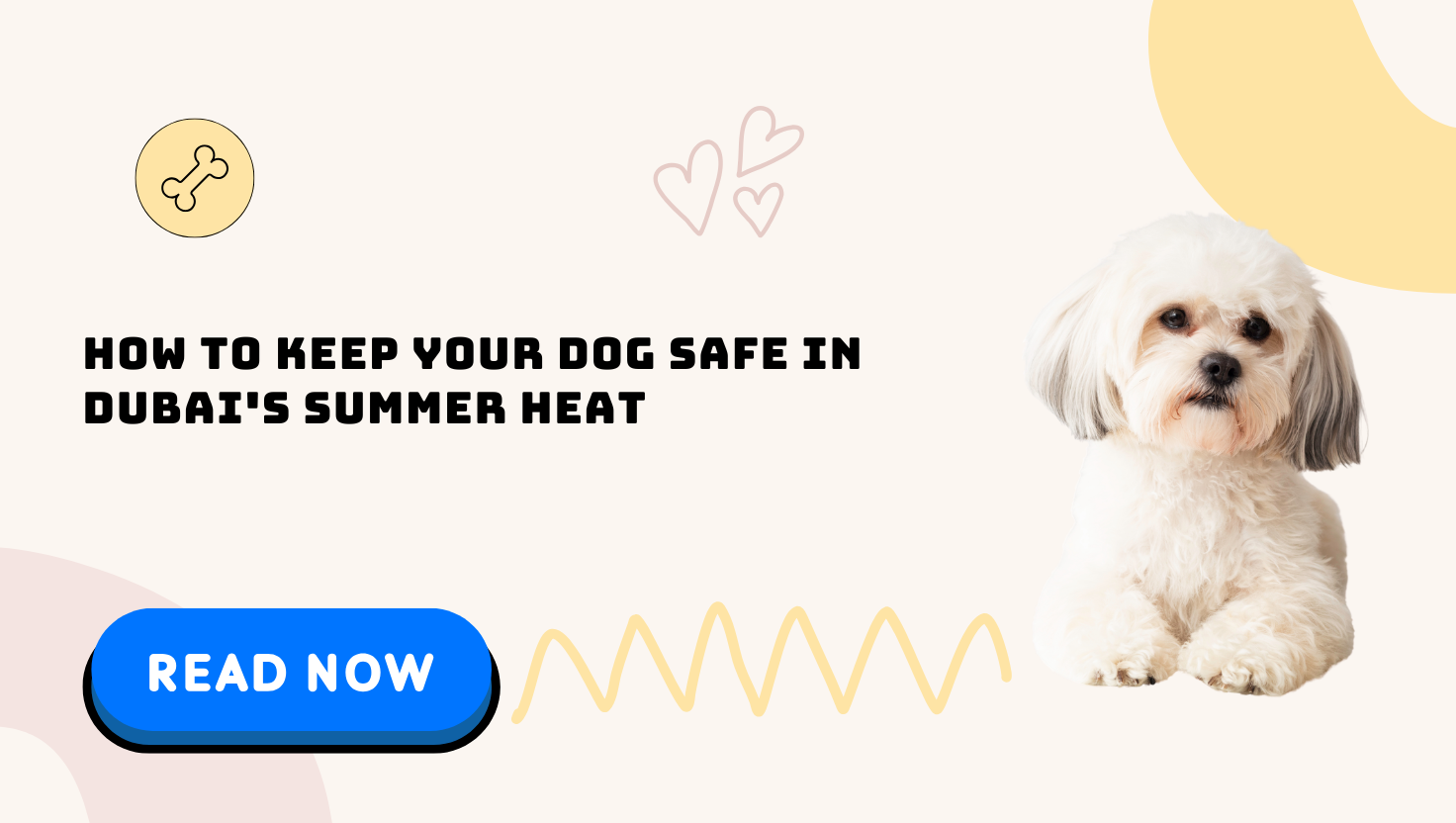 How to Keep Your Dog Safe in Dubai's Summer Heat