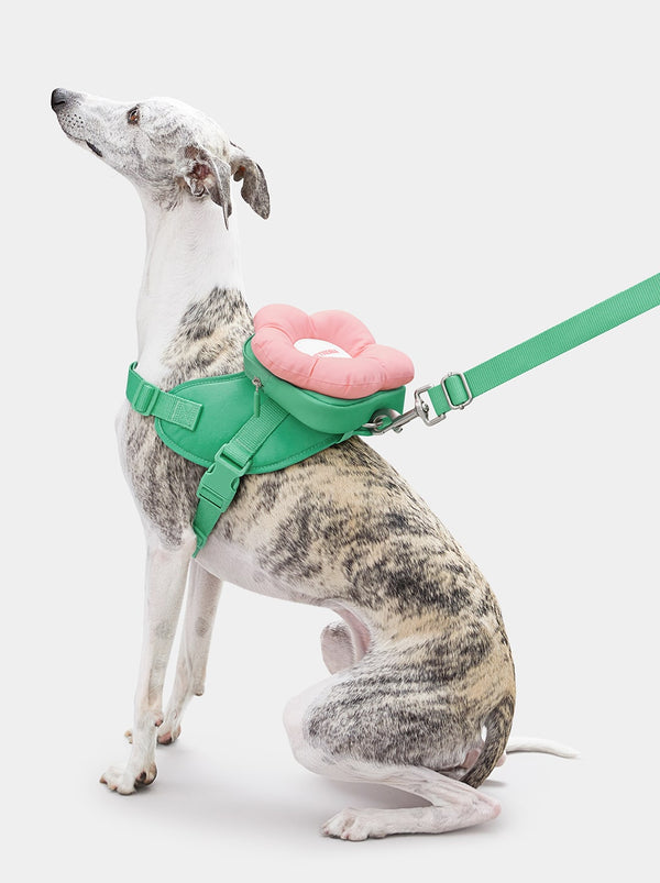1756968950653233688.jpg VETRESKA Flora Pet Backpack & Harness 3 in 1 Set (S) - Image 1
