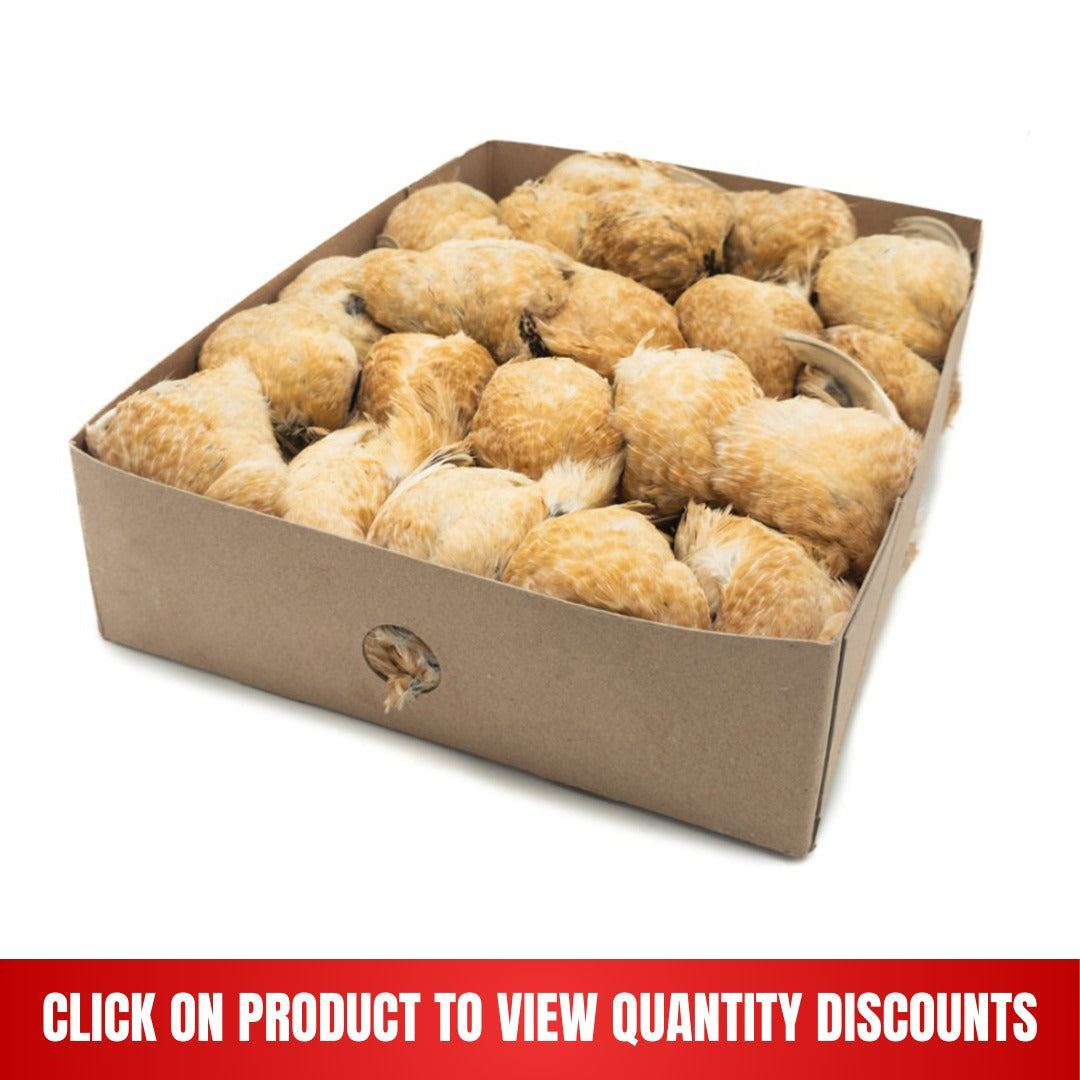 c75bfd94-4084-42a5-b6c8-8f26d0115576.jpg Prime Quails Heavy 6 kg - Image 1
