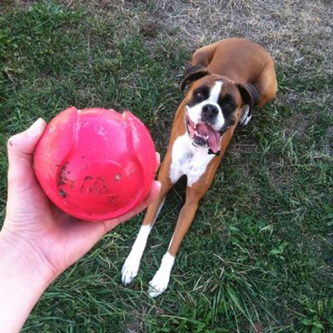 1-4.jpg Petmate Jw Isqueak Bouncin' Baseball Medium - Image 1