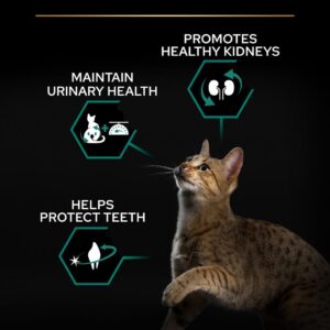 Purina Pro Plan Sterilised Adult Renal Plus Dry Cat Food with Turkey, 10 kg