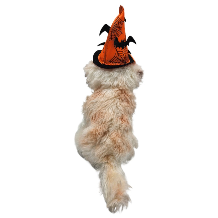 241021-094343.png Coco Pets Fashion Halloween Hat Small - Image 1