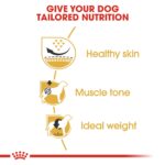 Breed Health Nutrition Pug Adult - 1.5 KG