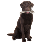 Natural Deer Antler Easy For Dogs - 20 KG