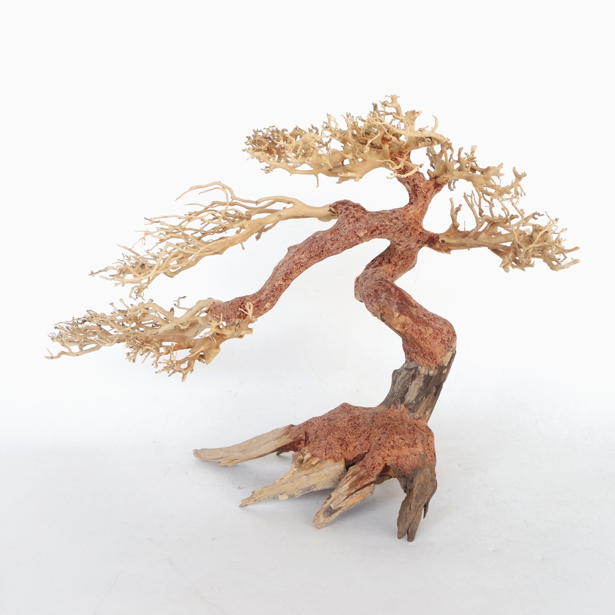 Claw Bonsai Wood Small, 30x20x10 cm Claw Bonsai Wood Small, 30x20x10 cm
