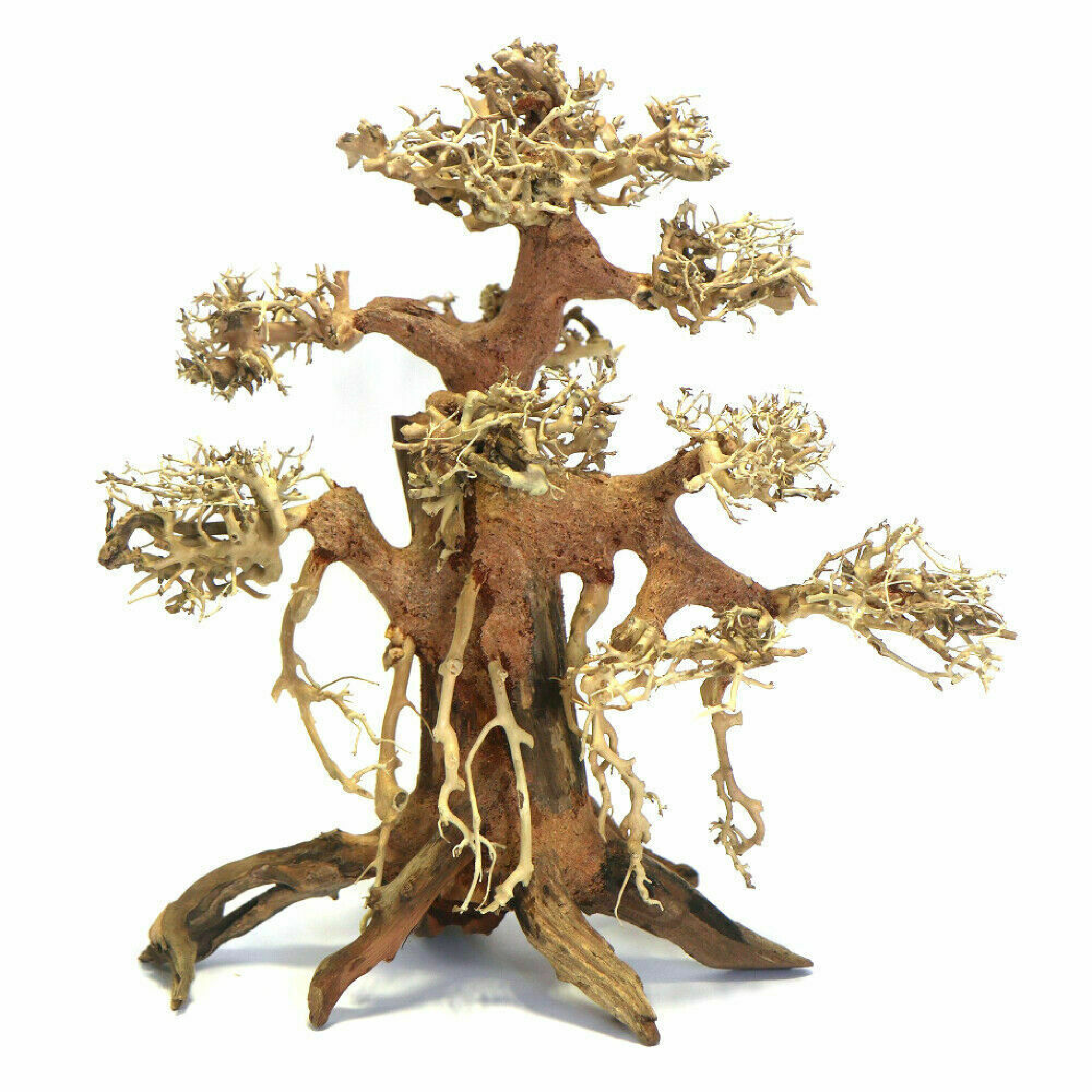 Banyan Bonsai Wood Medium, 30x30x15 cm Banyan Bonsai Wood Medium, 30x30x15 cm
