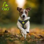 DOCO® Reflective Chest Plate Mesh Free- Walking Harness X.Small-44 x 40-44cm-Turquoise - Image 5