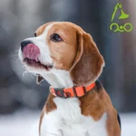 DOCO® Signature Nylon Collar - 1.0 x 21-30cm [Color - Turquoise, Size - XS] - Image 3