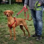 DOCO® Signature Nylon Leash - 6ft-1.0 x 180cm (XS)-Turquoise - Image 5