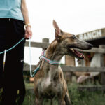 DOCO® Ultra-light Mesh Jacquard Collar-2.0 x 35-45cm [Size-M] - Image 9