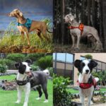 DOCO® VERTEX Power Harness-2.5 x 67-85cm (M)-Black - Image 6