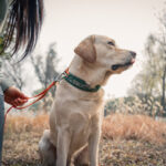 DOCO® VERTEX Reflective Ultralight Mesh Collar For Dogs-2.0 x 35-45cm-Canyon - Image 8